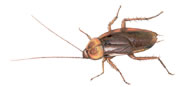 American Roach - ECO SMART Pest Control