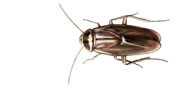 Australian Roach 