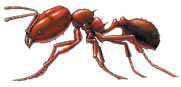 Big-Headed Ant