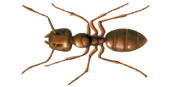 Hawaiian Carpenter Ant