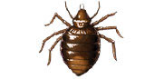 Bed Bug image